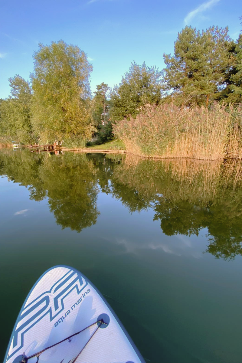Pohľad z paddleboardu — pokojná hladina, trstina a borovice